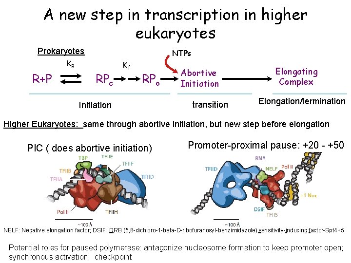 A new step in transcription in higher eukaryotes Prokaryotes NTPs KB R+P RPc Kf