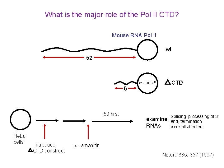 What is the major role of the Pol II CTD? Mouse RNA Pol II