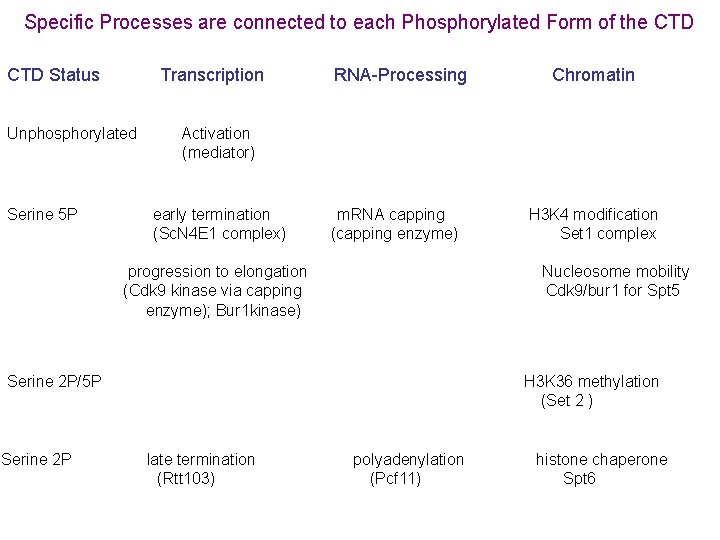 Specific Processes are connected to each Phosphorylated Form of the CTD Status Transcription RNA-Processing