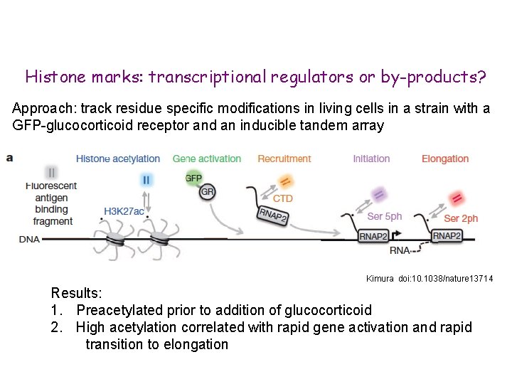 Histone marks: transcriptional regulators or by-products? Approach: track residue specific modifications in living cells