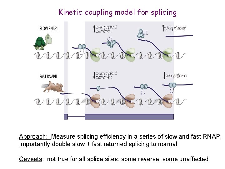 Kinetic coupling model for splicing Approach: Measure splicing efficiency in a series of slow