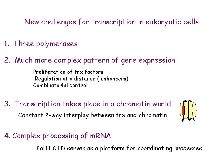 New challenges for transcription in eukaryotic cells 1. Three polymerases 2. Much more complex