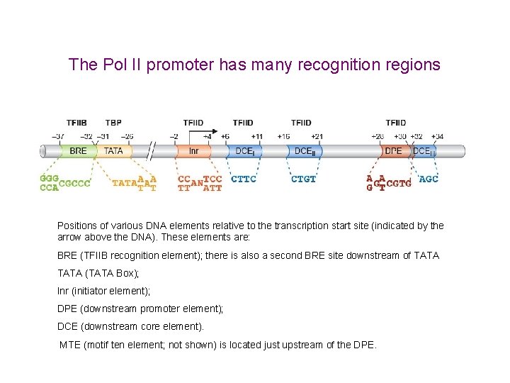 The Pol II promoter has many recognition regions Positions of various DNA elements relative
