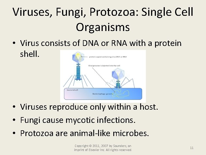 Viruses, Fungi, Protozoa: Single Cell Organisms • Virus consists of DNA or RNA with