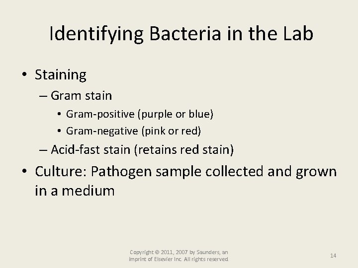 Identifying Bacteria in the Lab • Staining – Gram stain • Gram-positive (purple or