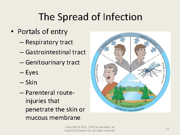 The Spread of Infection • Portals of entry – Respiratory tract – Gastrointestinal tract