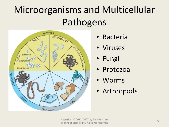 Microorganisms and Multicellular Pathogens • • • Bacteria Viruses Fungi Protozoa Worms Arthropods Copyright