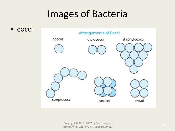 Images of Bacteria • cocci Copyright © 2011, 2007 by Saunders, an imprint of