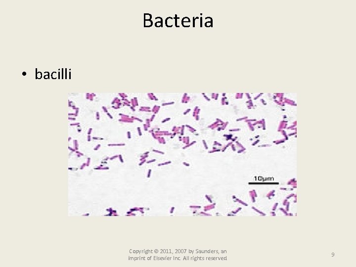 Bacteria • bacilli Copyright © 2011, 2007 by Saunders, an imprint of Elsevier Inc.