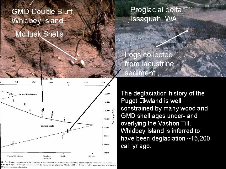 GMD Double Bluff, Whidbey Island Proglacial delta, Issaquah, WA Mollusk Shells Logs collected from