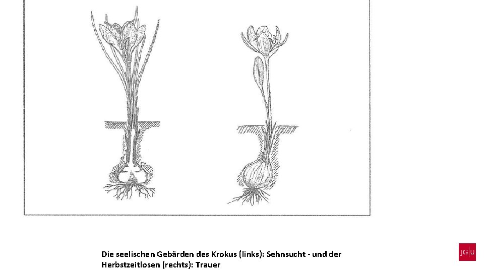 Die seelischen Gebärden des Krokus (links): Sehnsucht - und der Herbstzeitlosen (rechts): Trauer 