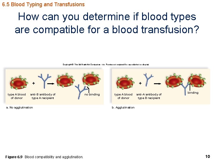 6. 5 Blood Typing and Transfusions How can you determine if blood types are