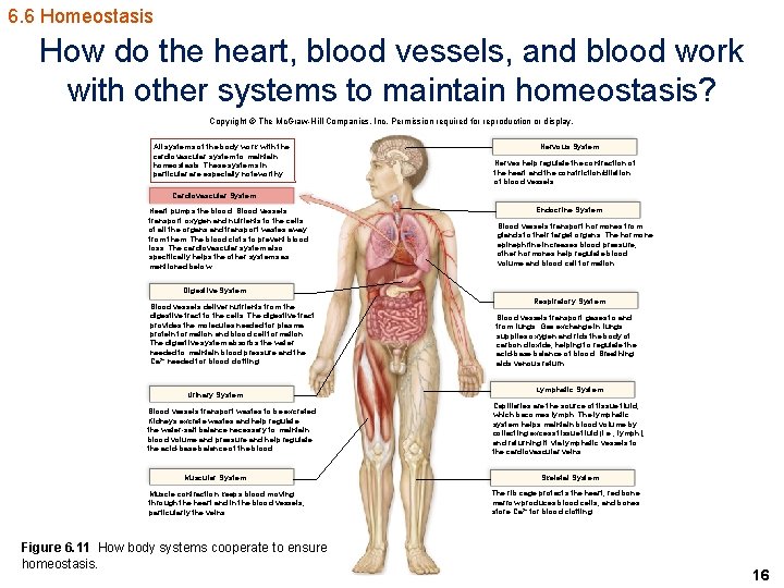 6. 6 Homeostasis How do the heart, blood vessels, and blood work with other