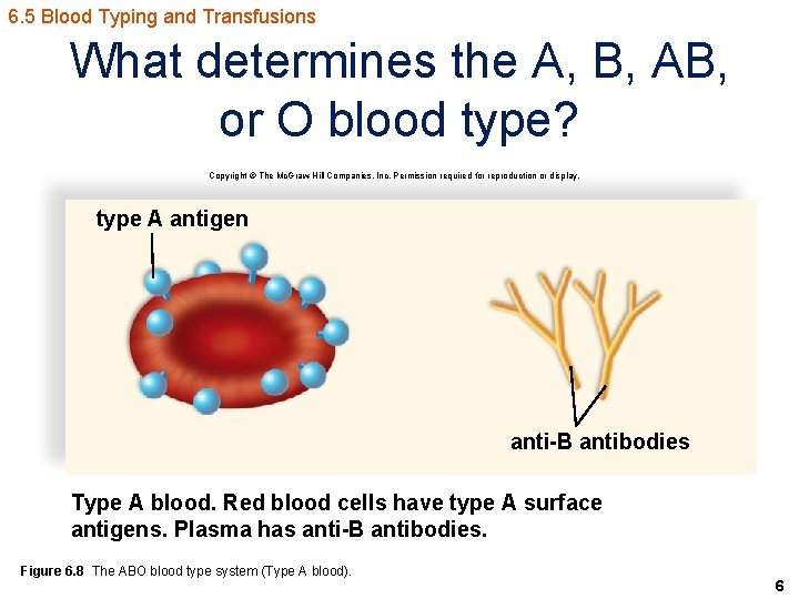 6. 5 Blood Typing and Transfusions What determines the A, B, AB, or O