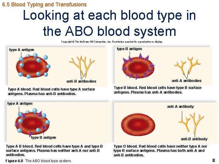 6. 5 Blood Typing and Transfusions Looking at each blood type in the ABO