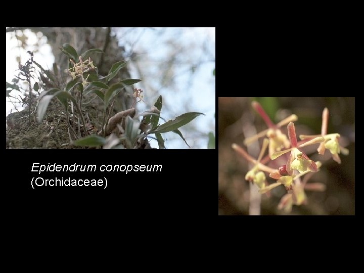 Epidendrum conopseum (Orchidaceae) 