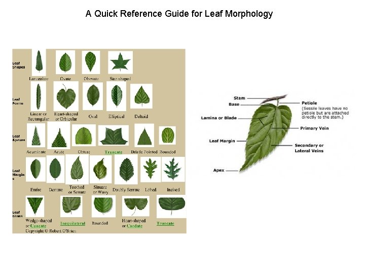 A Quick Reference Guide for Leaf Morphology 