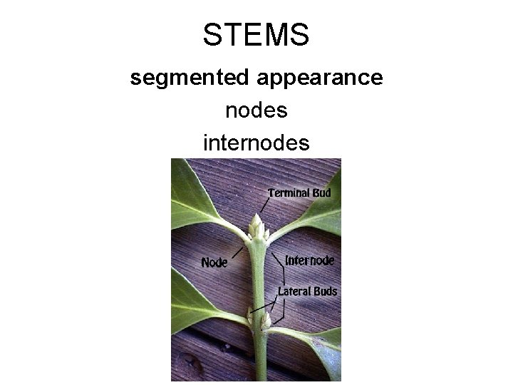 STEMS segmented appearance nodes internodes 