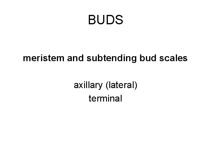 BUDS meristem and subtending bud scales axillary (lateral) terminal 