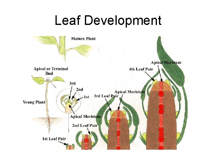 Leaf Development 