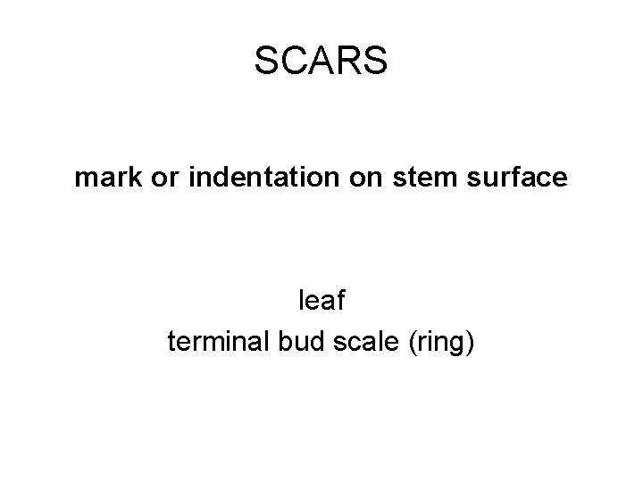 SCARS mark or indentation on stem surface leaf terminal bud scale (ring) 