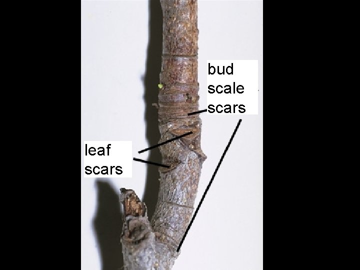 bud scale scars leaf scars 
