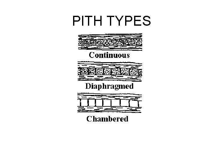 PITH TYPES 