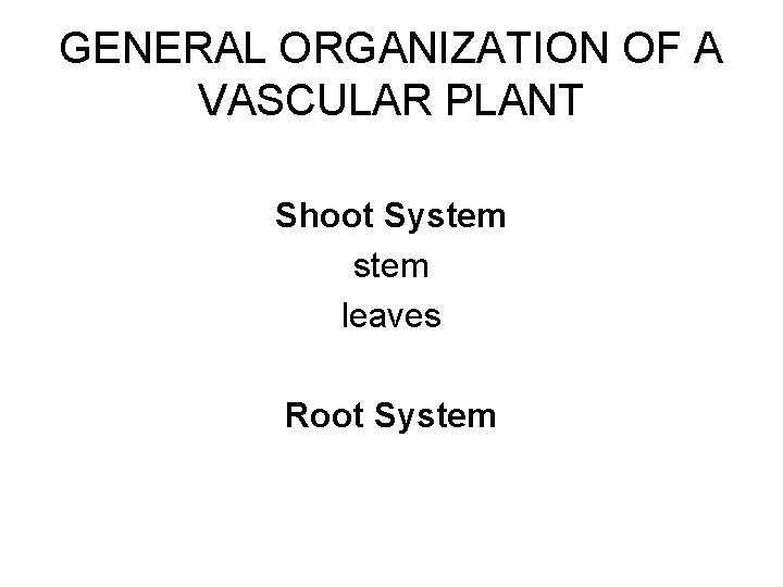 GENERAL ORGANIZATION OF A VASCULAR PLANT Shoot System leaves Root System 