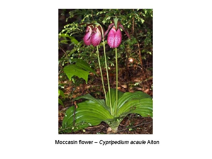 Moccasin flower – Cypripedium acaule Aiton 