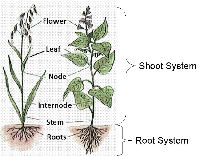 Shoot System Root System 