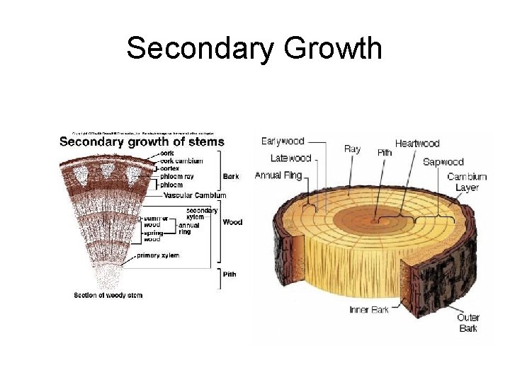 Secondary Growth 