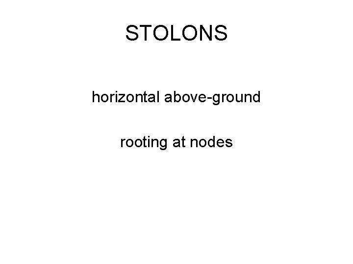 STOLONS horizontal above-ground rooting at nodes 