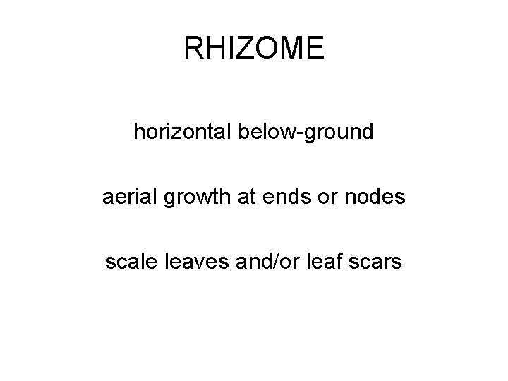 RHIZOME horizontal below-ground aerial growth at ends or nodes scale leaves and/or leaf scars