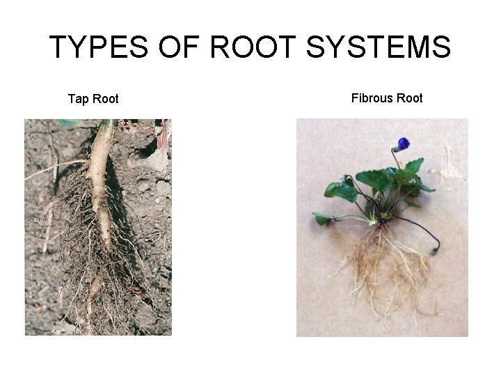 TYPES OF ROOT SYSTEMS Tap Root Fibrous Root 