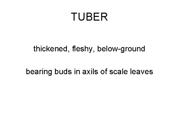 TUBER thickened, fleshy, below-ground bearing buds in axils of scale leaves 