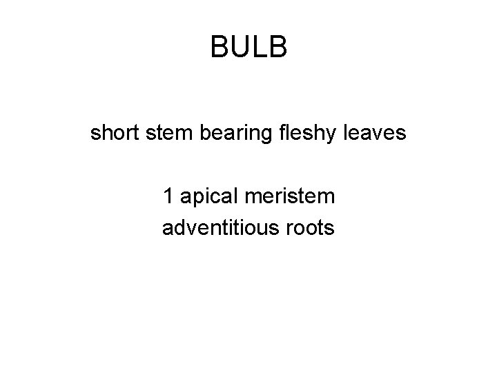 BULB short stem bearing fleshy leaves 1 apical meristem adventitious roots 