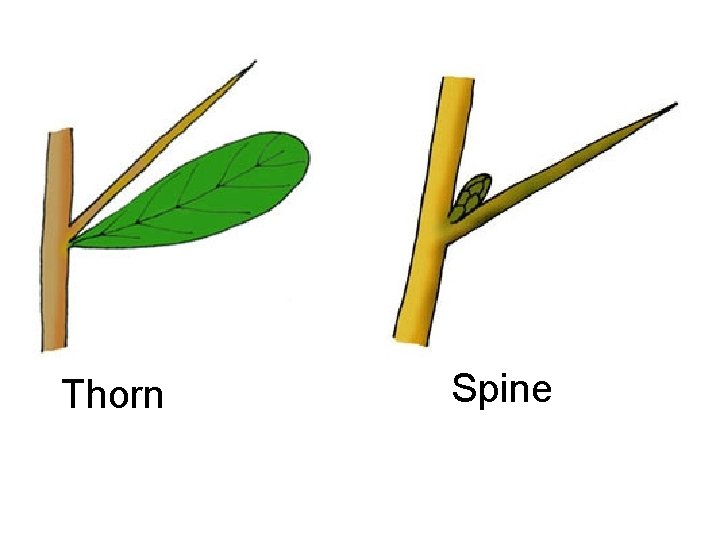 Thorn Spine 