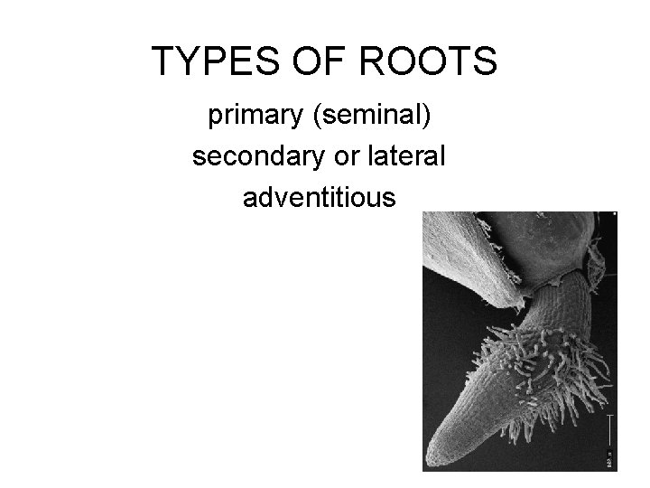 TYPES OF ROOTS primary (seminal) secondary or lateral adventitious 