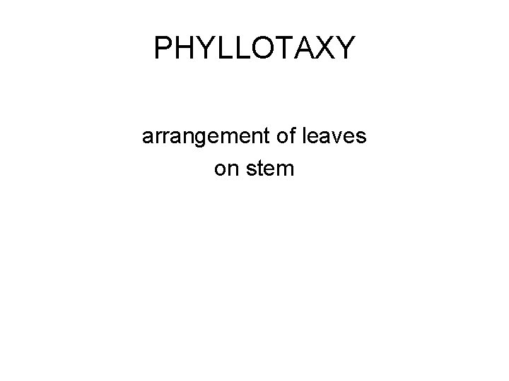 PHYLLOTAXY arrangement of leaves on stem 