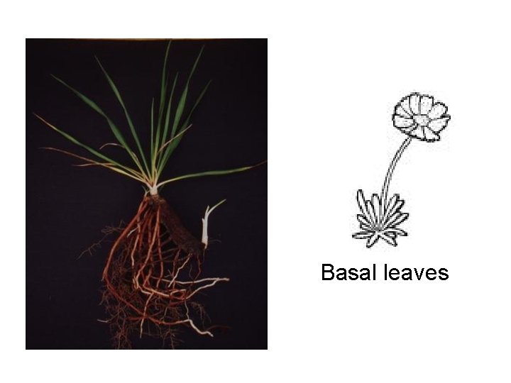 Basal leaves 