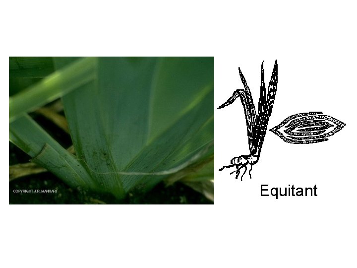 Equitant 