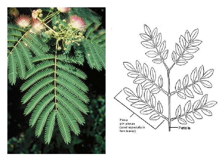 Pinna pl. = pinnae (used especially in fern leaves) 