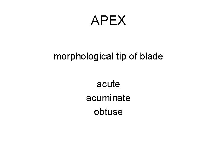 APEX morphological tip of blade acute acuminate obtuse 