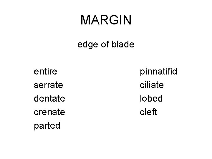 MARGIN edge of blade entire serrate dentate crenate parted pinnatifid ciliate lobed cleft 