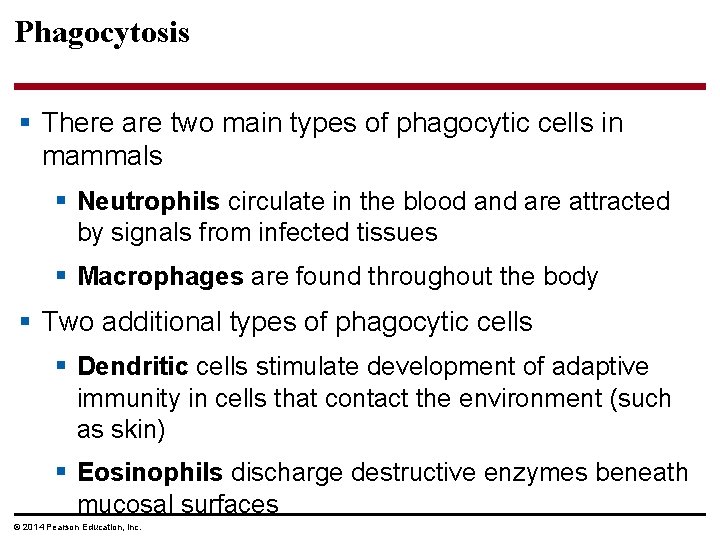 Phagocytosis § There are two main types of phagocytic cells in mammals § Neutrophils