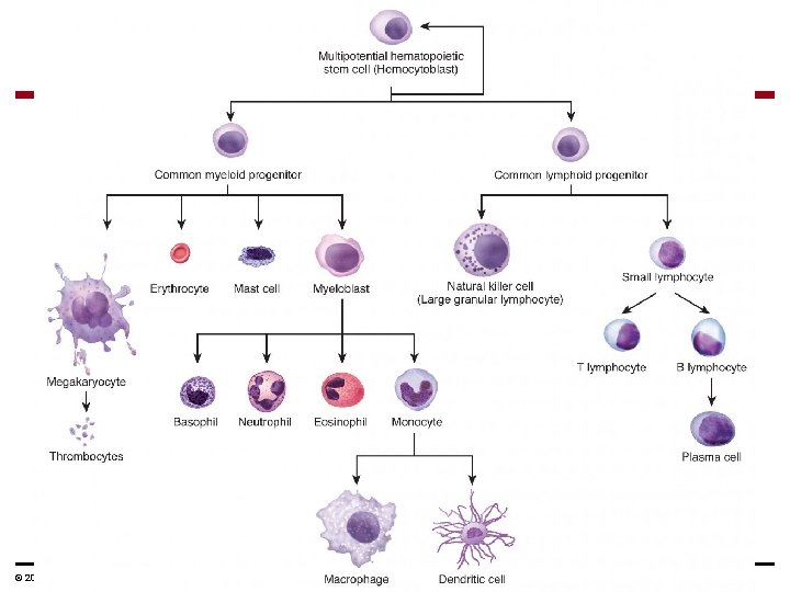 © 2014 Pearson Education, Inc. 