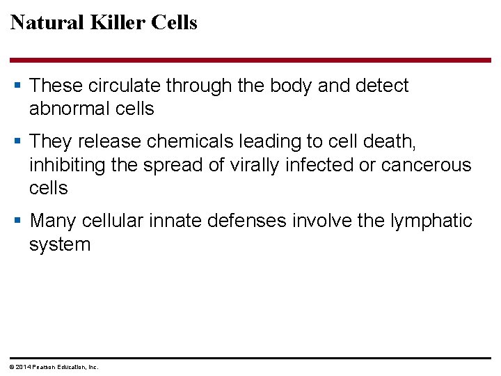 Natural Killer Cells § These circulate through the body and detect abnormal cells §