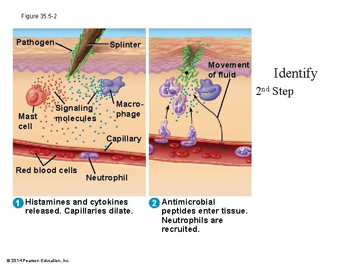 Figure 35. 5 -2 Pathogen Splinter • Movement of fluid – Mast cell Signaling