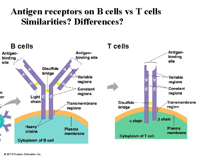 Antigen receptors on B cells vs T cells Similarities? Differences? B cells © 2014