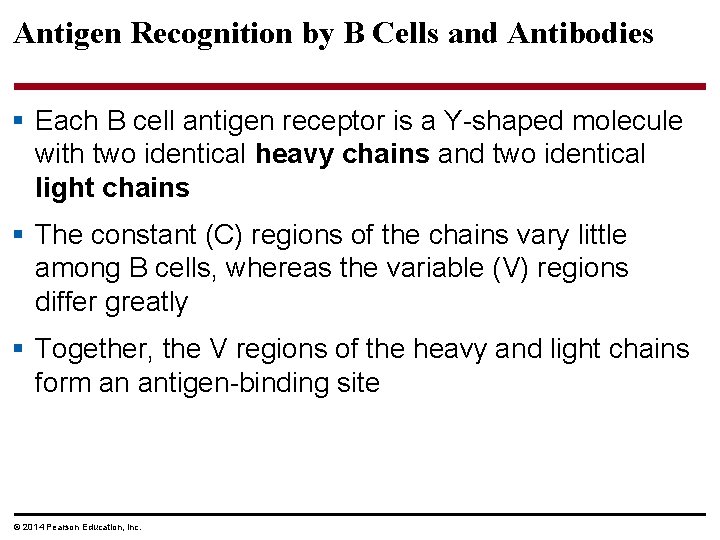 Antigen Recognition by B Cells and Antibodies § Each B cell antigen receptor is